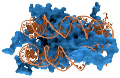 Nucleosome. Molecular surface of histones is shown in blue and the DNA in orange