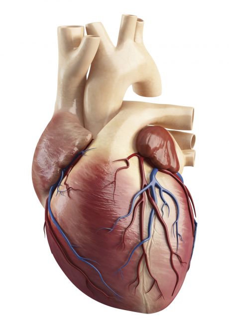 Regeneracja serca dzięki komórkom macierzystym 