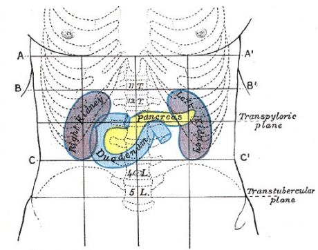 Pancreas, fot.Henry Vandyke Carter [Public domain], via Wikimedia Commons