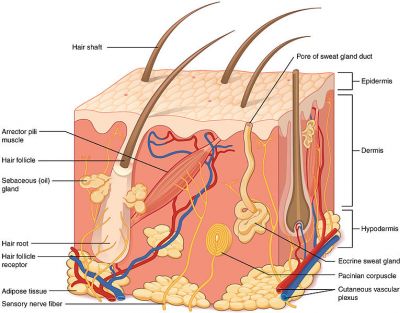 Structure of the skin, fot. Autor OpenStax College [CC BY 3.0