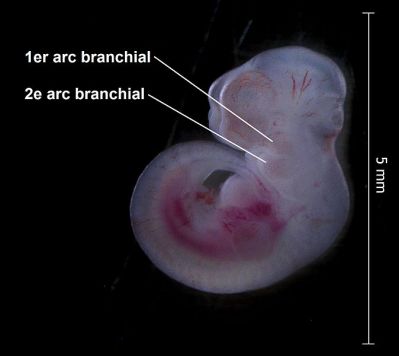 12.5day-murine-embryo, fot. public domain