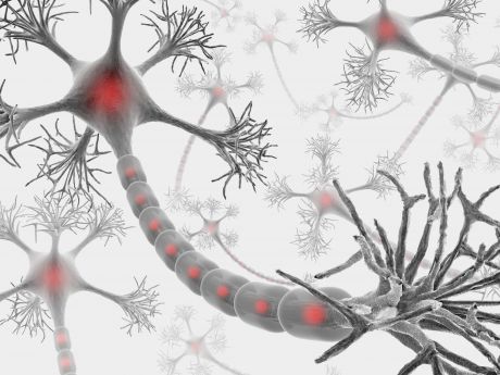 Rurki chitosanowe pomocne w regeneracji nerwów obwodowych
