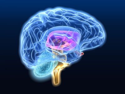 Krążenie mózgowe – co powinniśmy o nim wiedzieć