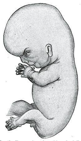 Human embryo, fot. public domain