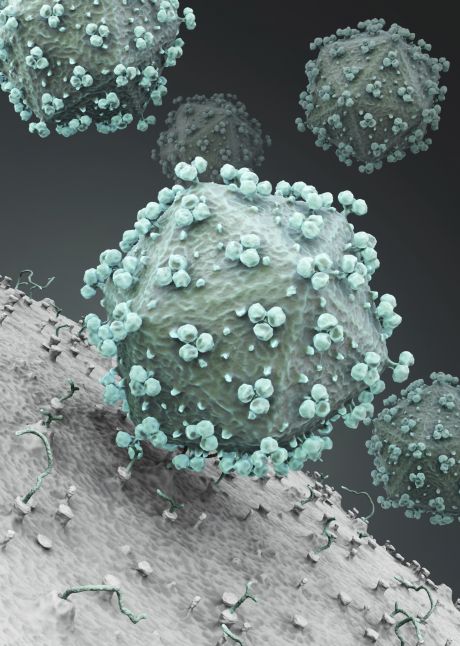 Immune system players against HIV