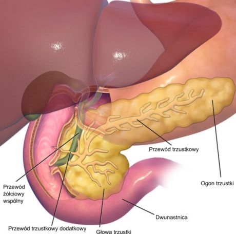 Pancreas Anatomy, fot. By User:BruceBlaus, translation: Rybulo7 [CC BY 3.0 (http://creativecommons.org/licenses/by/3.0)], via Wikimedia Commons