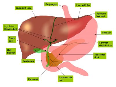 Anatomy_of_liver_and_gall_bladder, fot. By Jiju Kurian Punnoose (Own work) or CC BY-SA 4.0-3.0-2.5-2.0-1.0