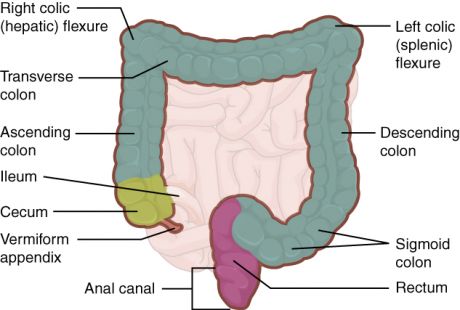 Large_Intestine, fot Autor: OpenStax College [CC BY 3.0 (http://creativecommons.org/licenses/by/3.0)], Wikimedia Commons